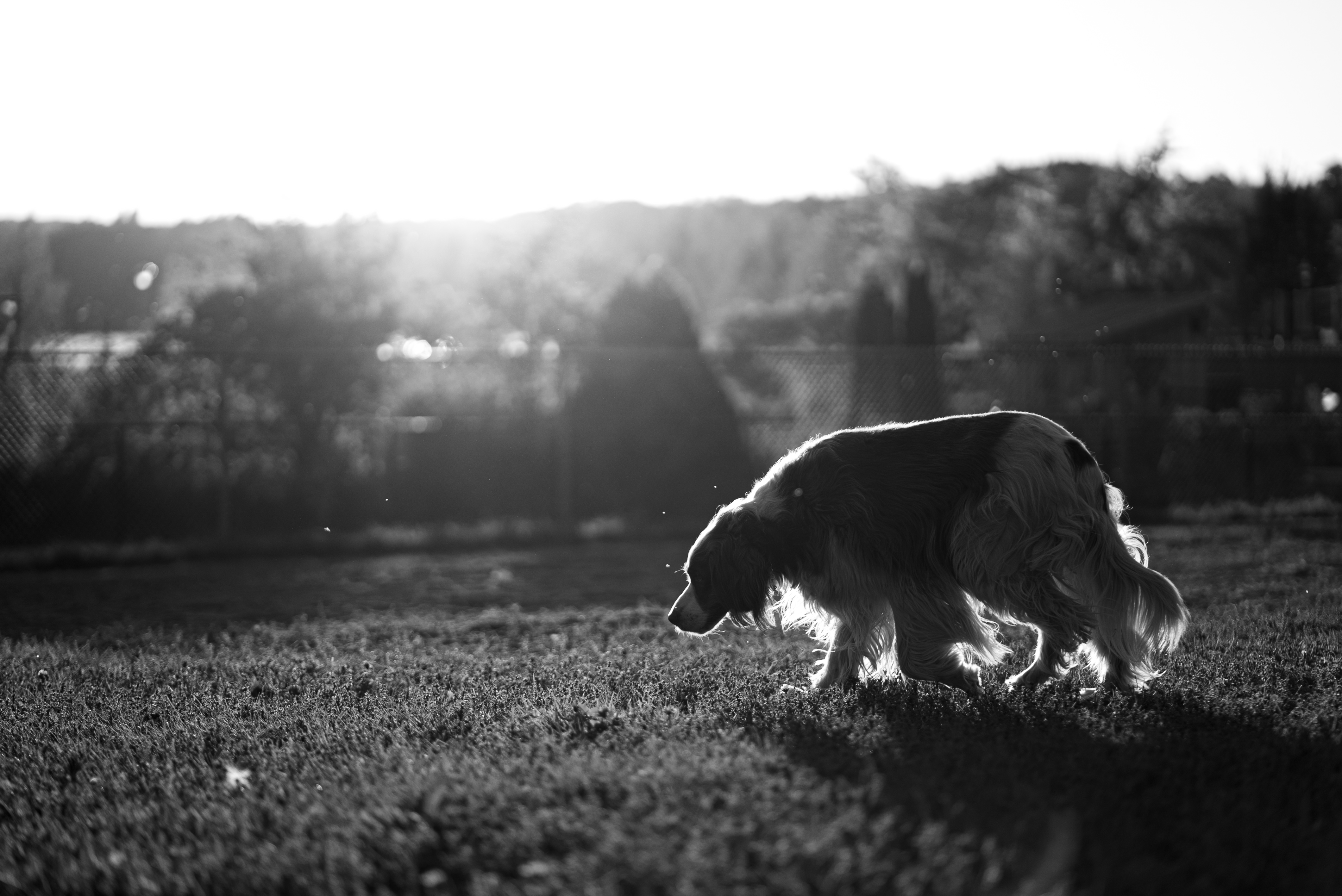 DogPark 07283
